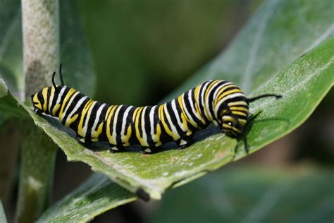 キャタピラー 虫：自然の驚異と人間の創造力