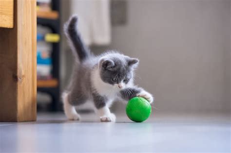 サッカーの動きがわかるゲーム: なぜ猫はサッカーをしないのか？